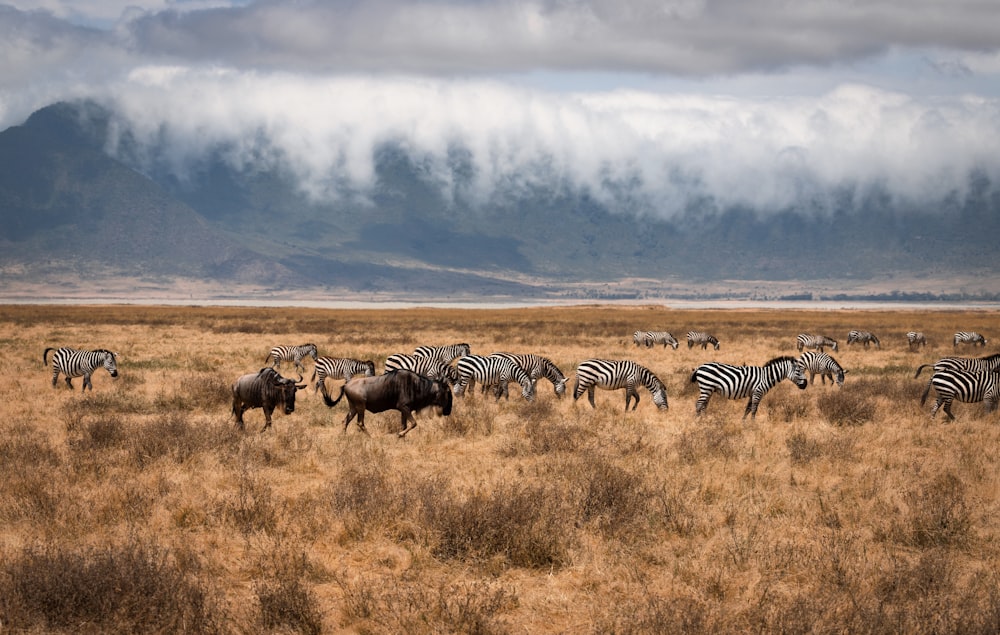 zebra on brown grass field under cloudy sky during daytime