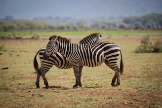 black and white zebra on brown field
