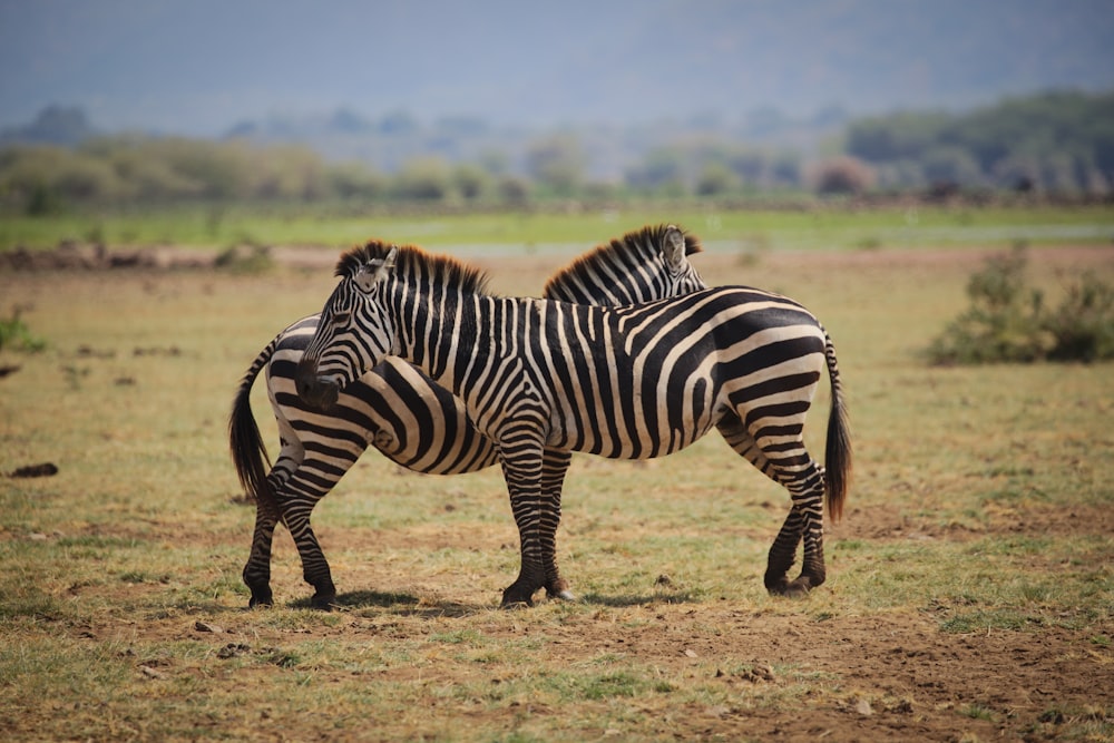 zebra preta e branca no campo marrom
