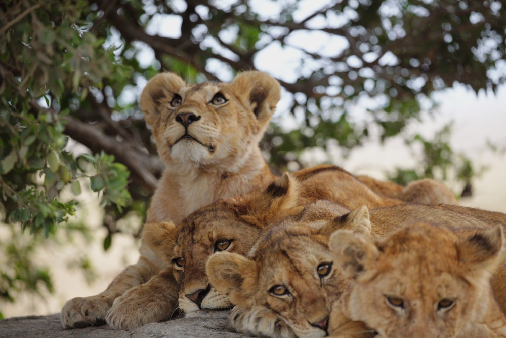 brown lioness on gray rock during daytime