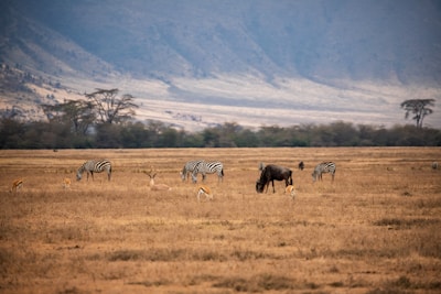 zebra on brown grass field during daytime
