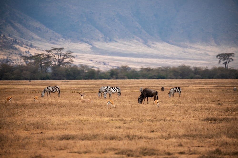 zebra sul campo di erba marrone durante il giorno