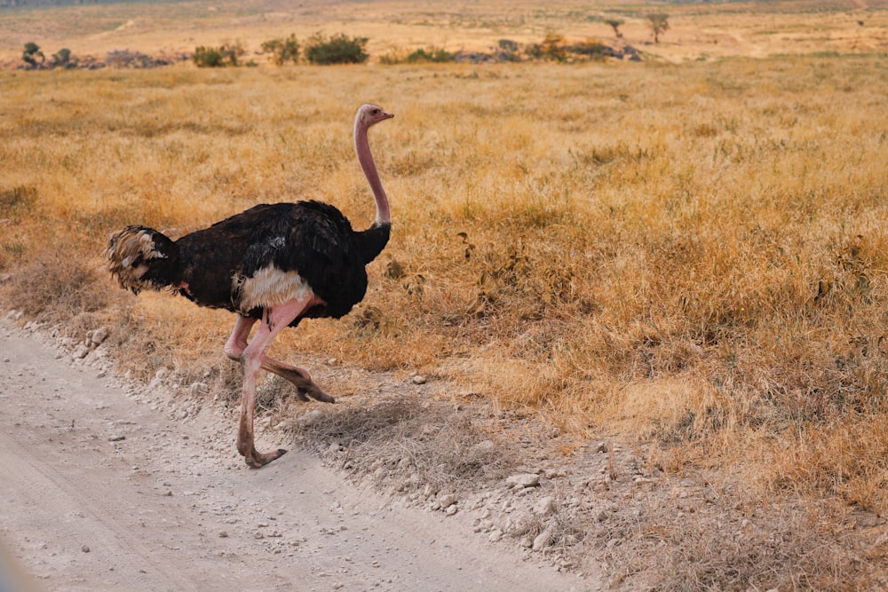 black ostrich walking on gray sand during daytime