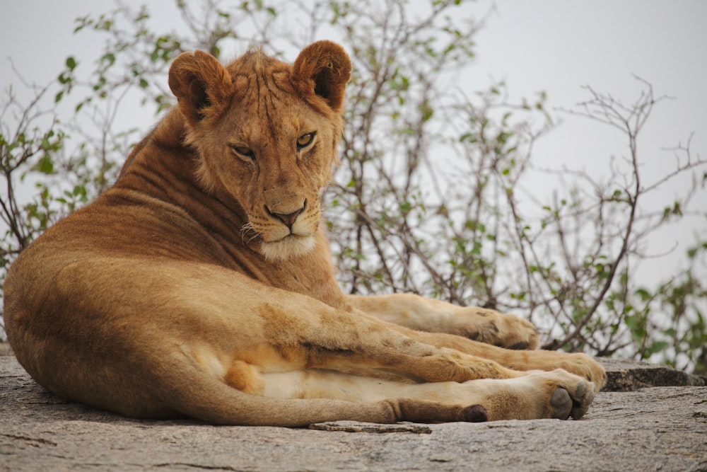 brown lioness lying on ground during daytime