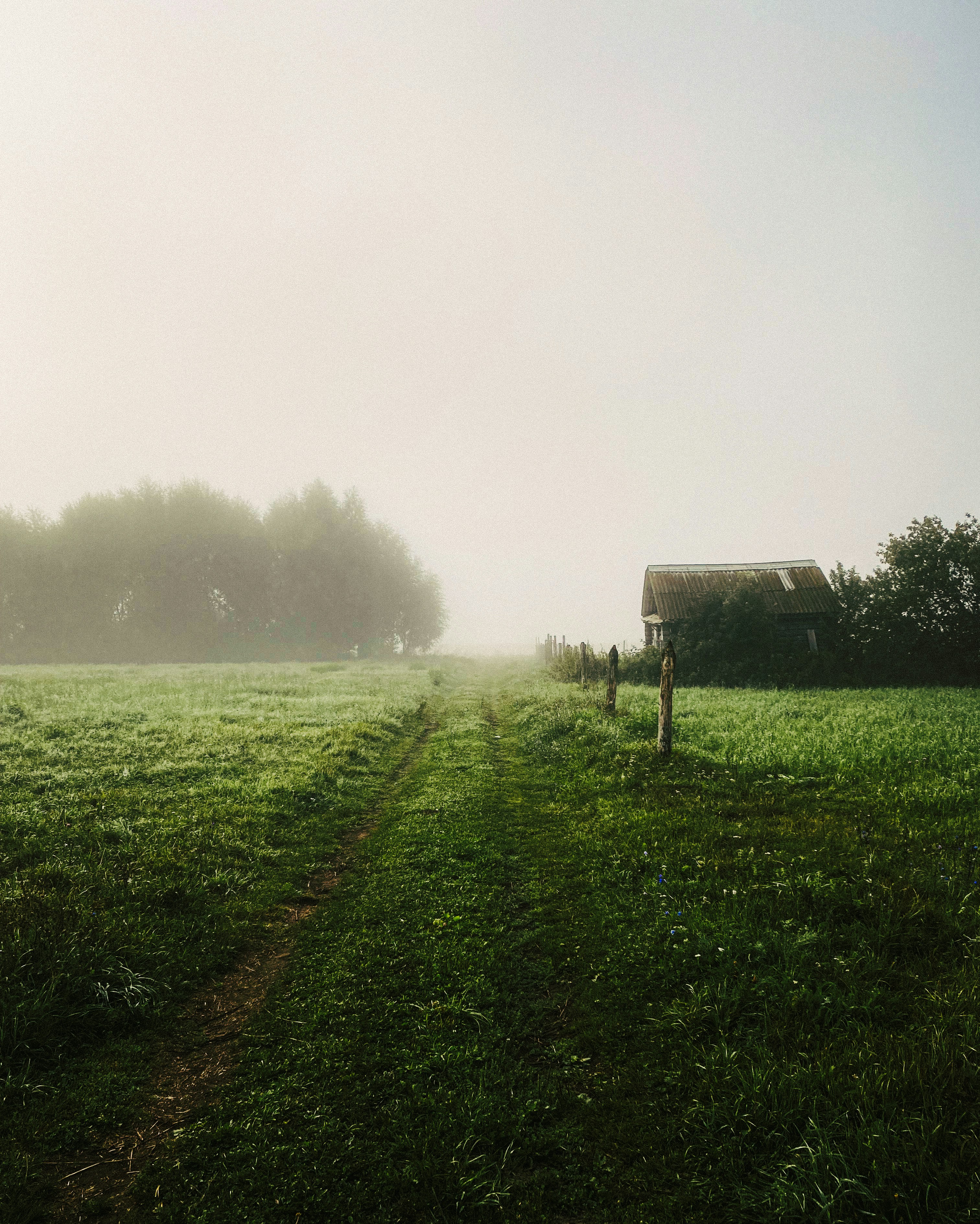 green grass field with fog
