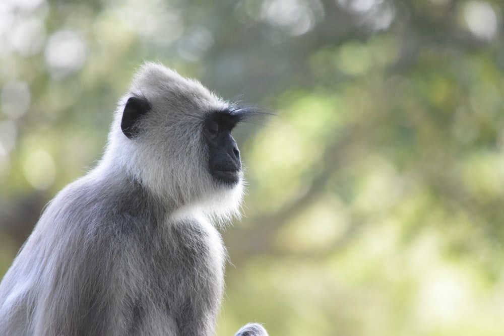 gray and white monkey on green grass during daytime