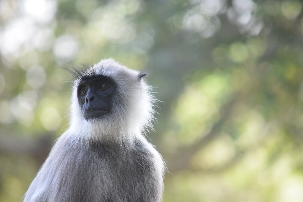 Foto Macaco branco e preto na grama verde durante o dia – Imagem