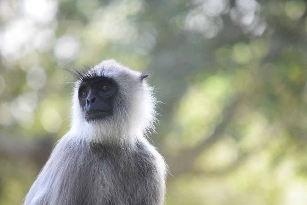 white and black monkey standing on green grass during daytime