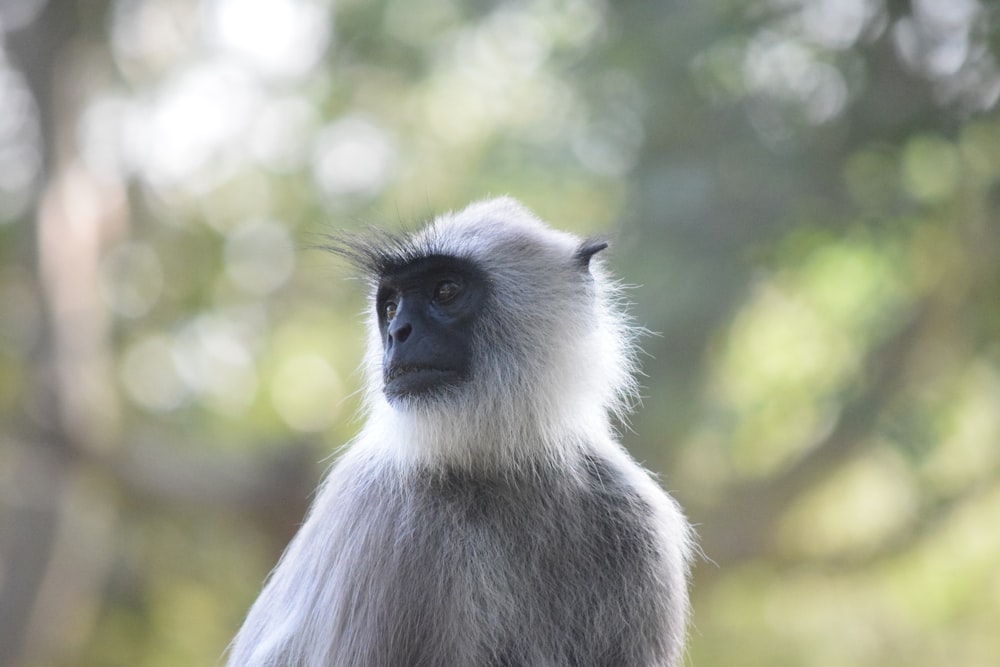 black and white monkey in forest during daytime