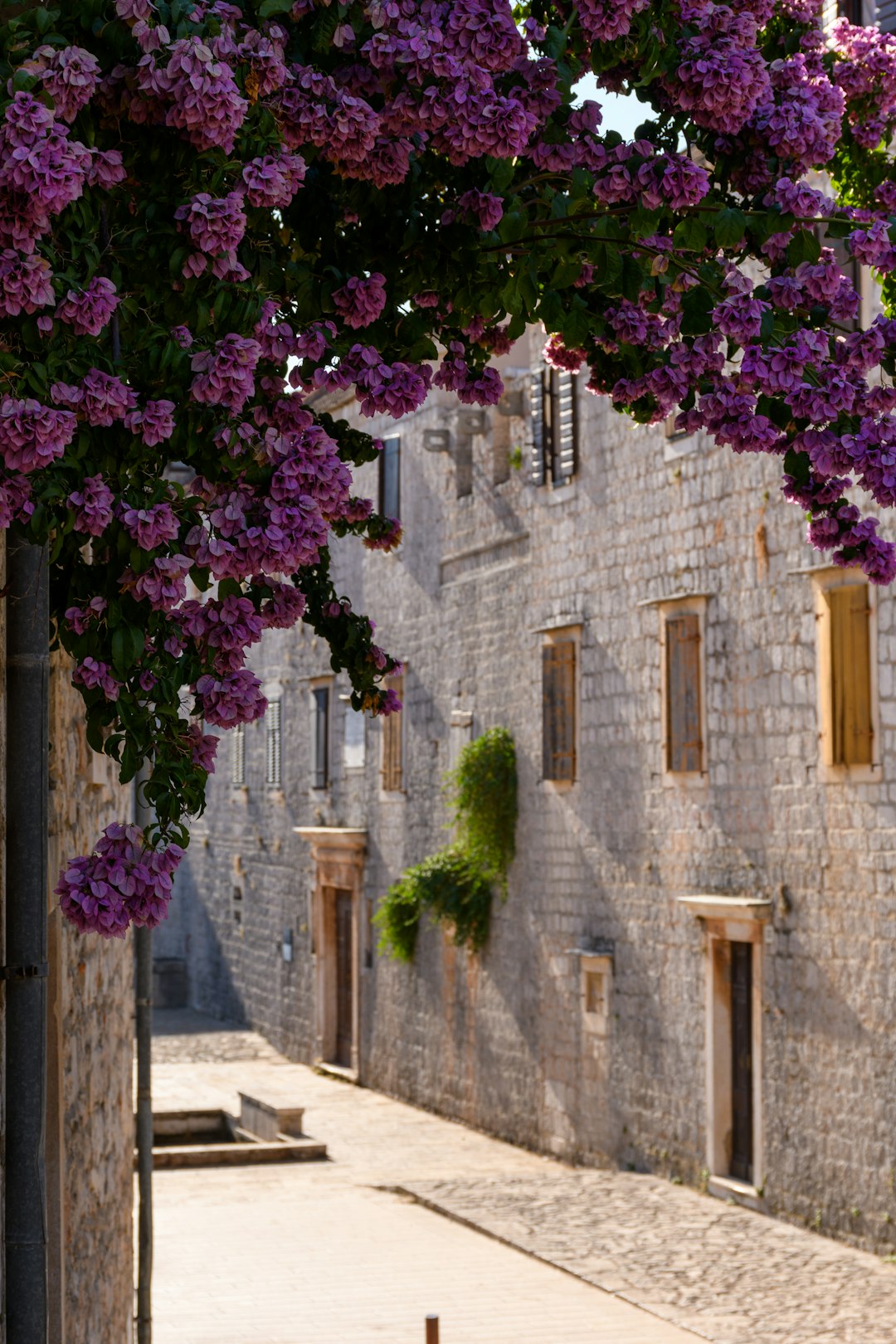 purple flowers on brown concrete wall