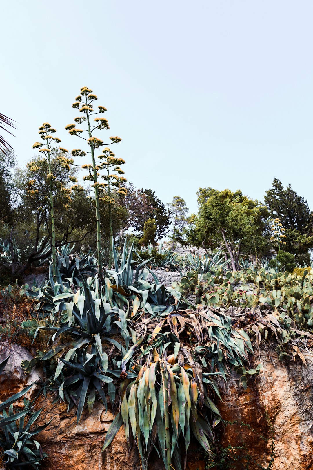 green and yellow plants under blue sky during daytime