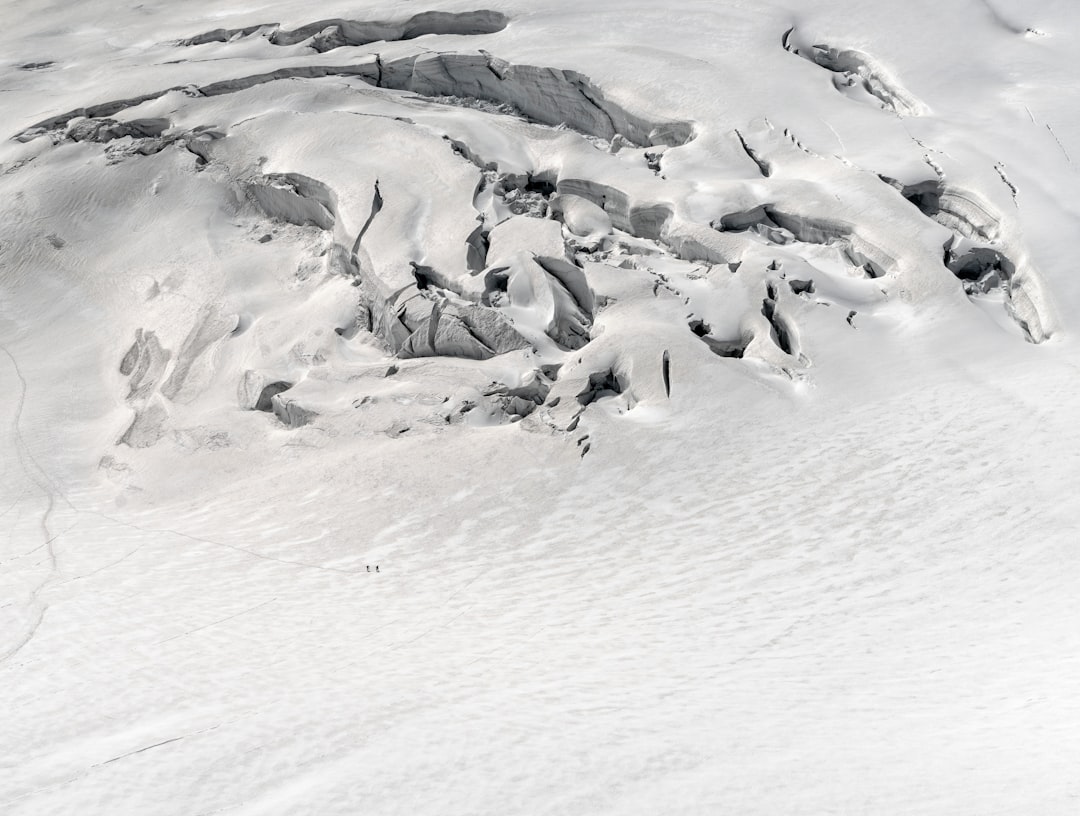 group of penguins on snow covered ground during daytime