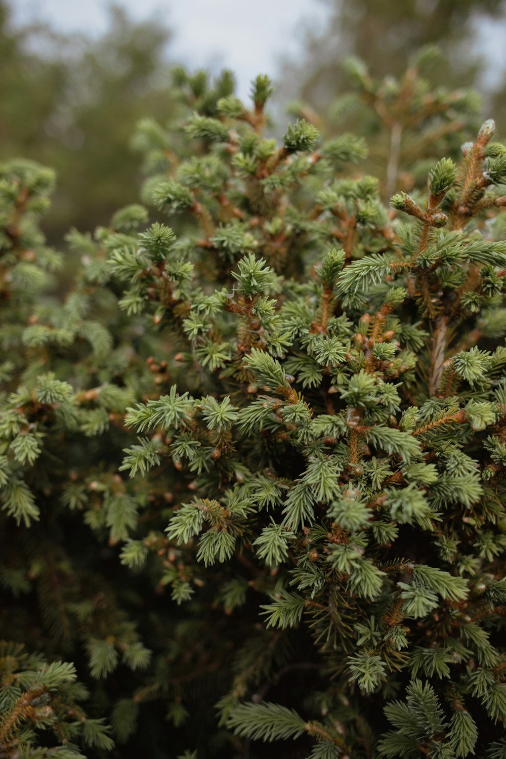 green pine tree in close up photography