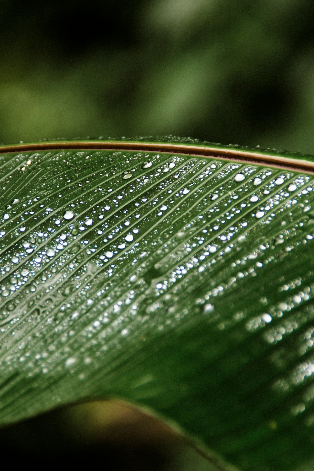 Wassertröpfchen auf grünem Blatt