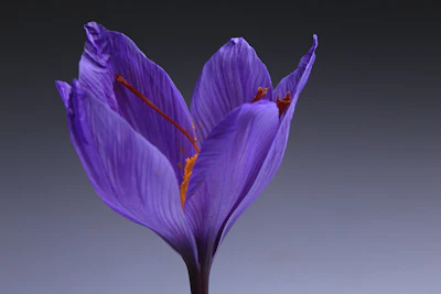 purple flower with white background