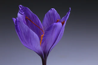 purple flower with white background