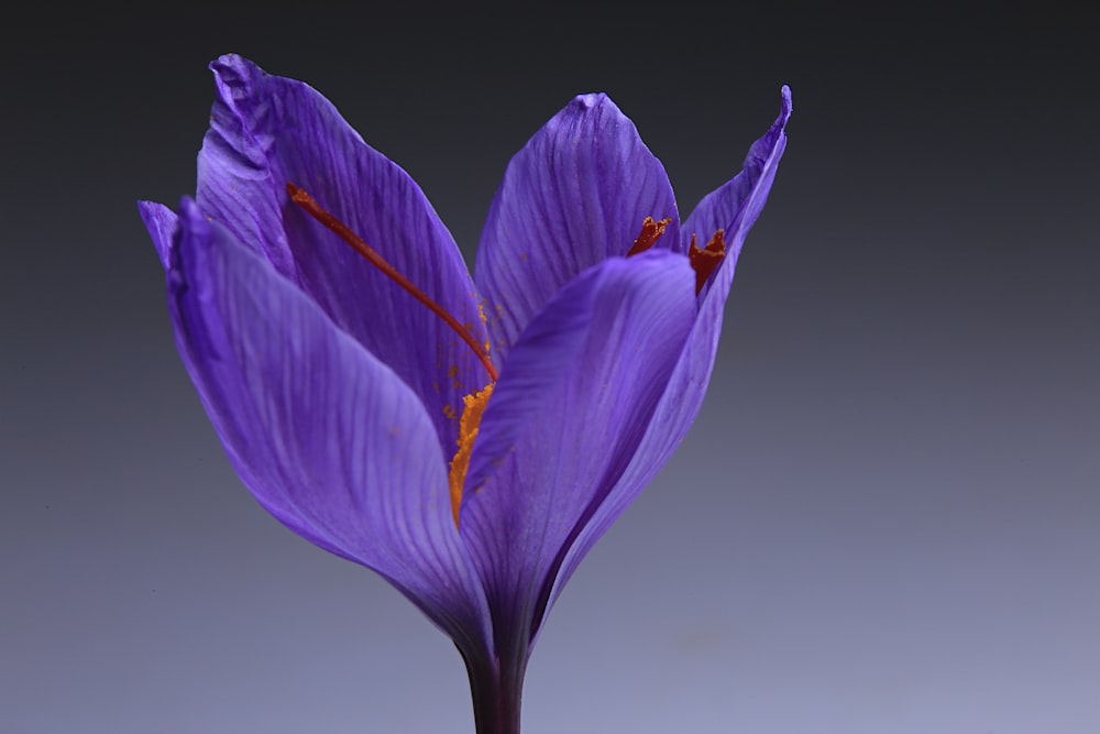 fleur violette sur fond blanc