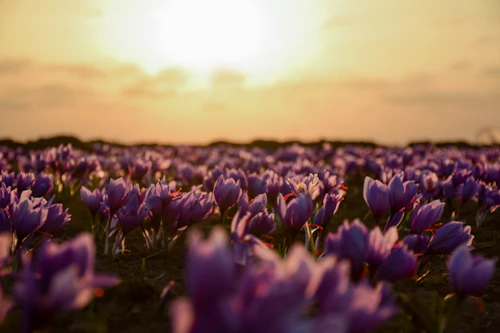 Purple saffron flower field
