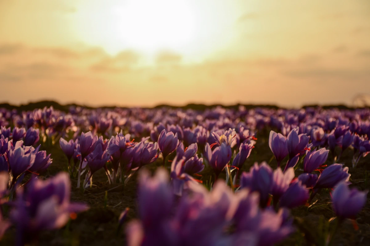 Kashmir saffron field