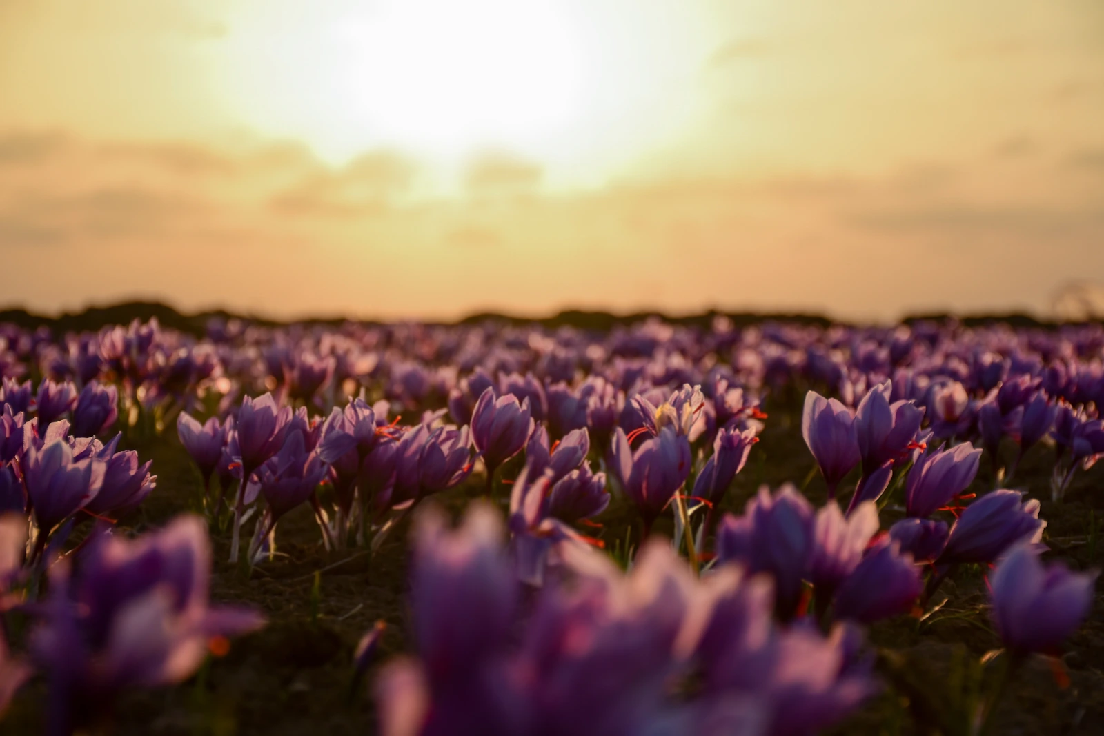Kashmir saffron field