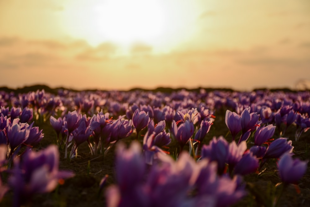 champ de fleurs violettes pendant la journée