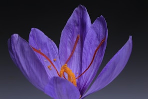 A close-up of a purple flower with delicate petals and orange stigmas, possibly a saffron crocus, set against a dark background.