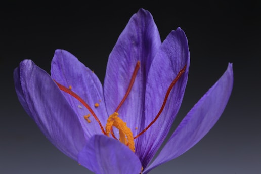 Close-up of a saffron crocus flower blooming indoors under controlled lighting