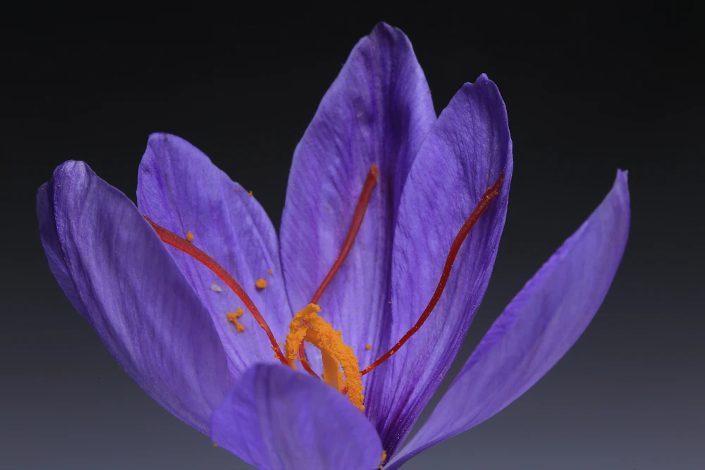 Kashmir saffron crocus flower