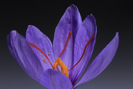 A close-up of a purple flower with delicate petals and orange stigmas, possibly a saffron crocus, set against a dark background.