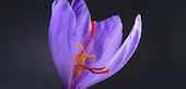 purple flower with black background