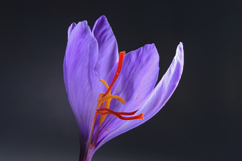 fleur violette sur fond noir