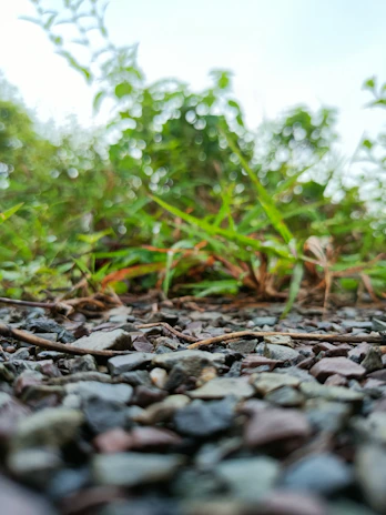 Close-up of smooth pea gravel spread evenly along a landscaped garden path.