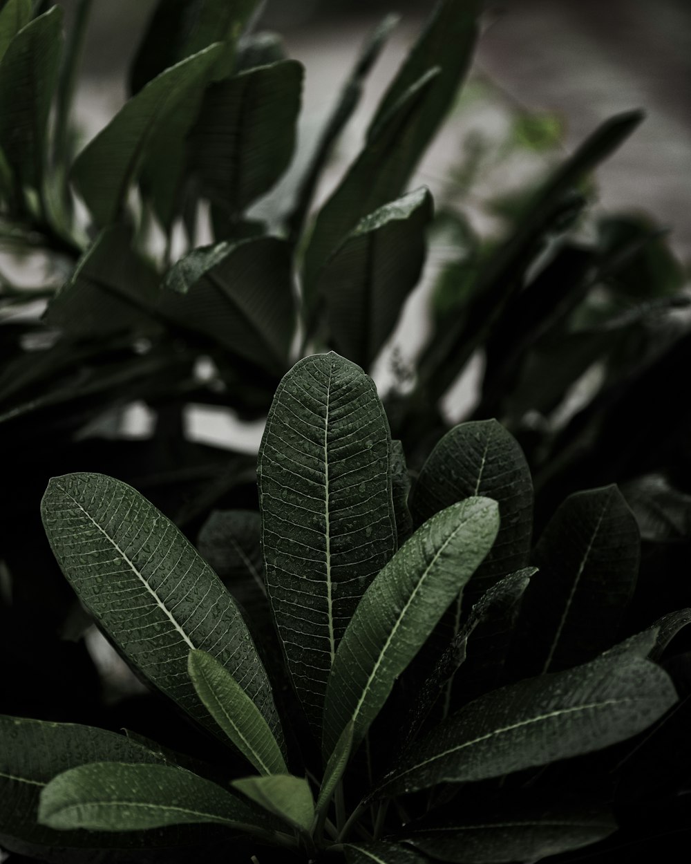 green leaves in close up photography