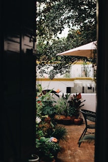 green potted plants on brown wooden table