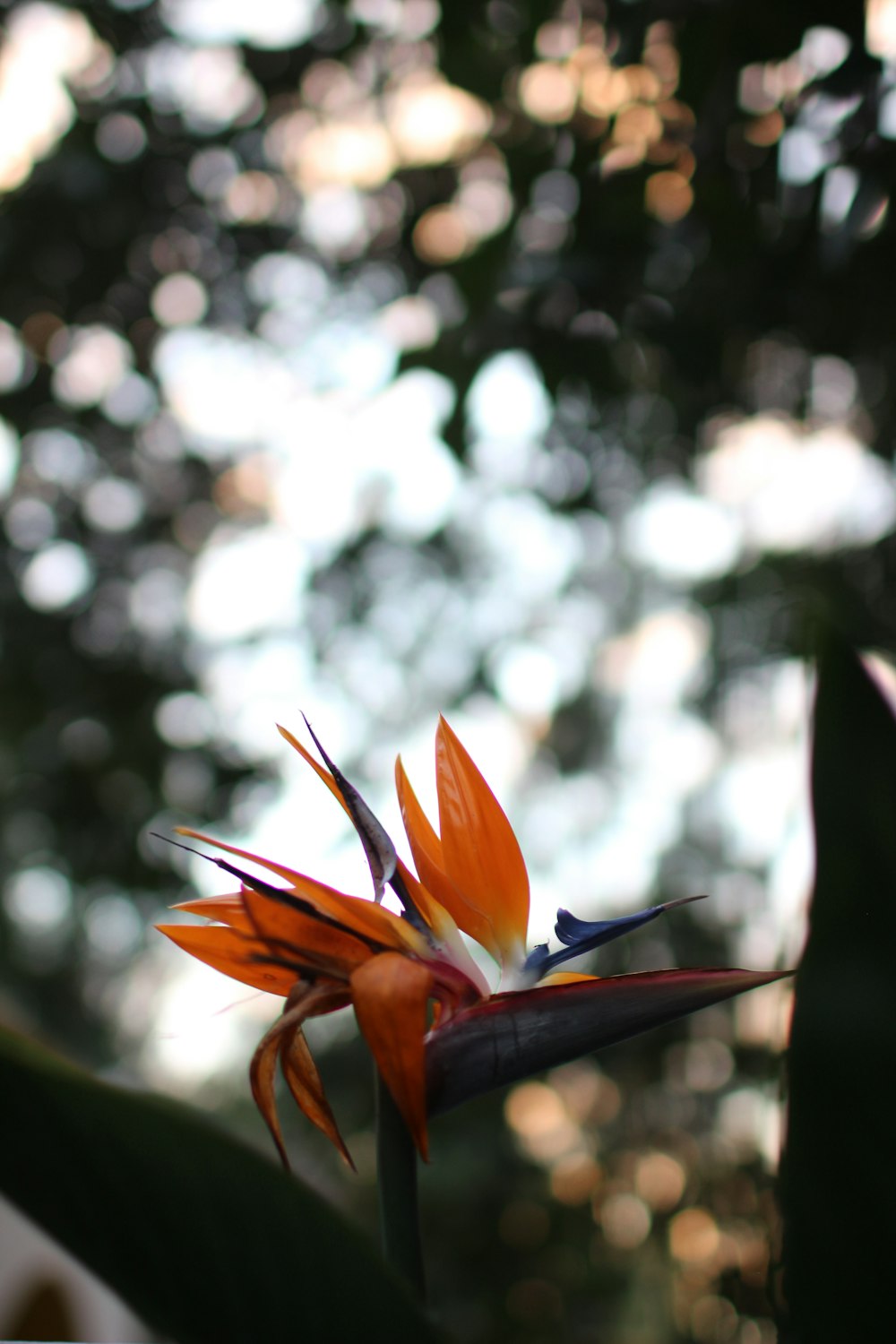 orange and white flower in tilt shift lens