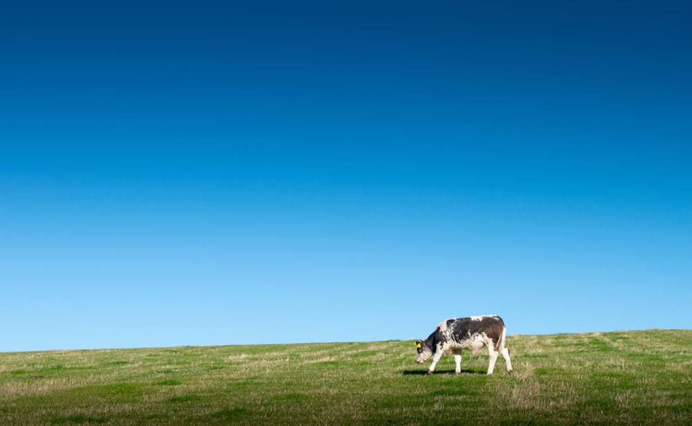 black and white cow on green grass field under blue sky during daytime