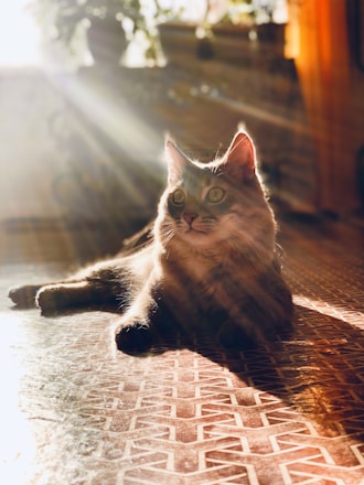 A fluffy kitten bathed in soft sunlight, surrounded by shimmering sparkles.