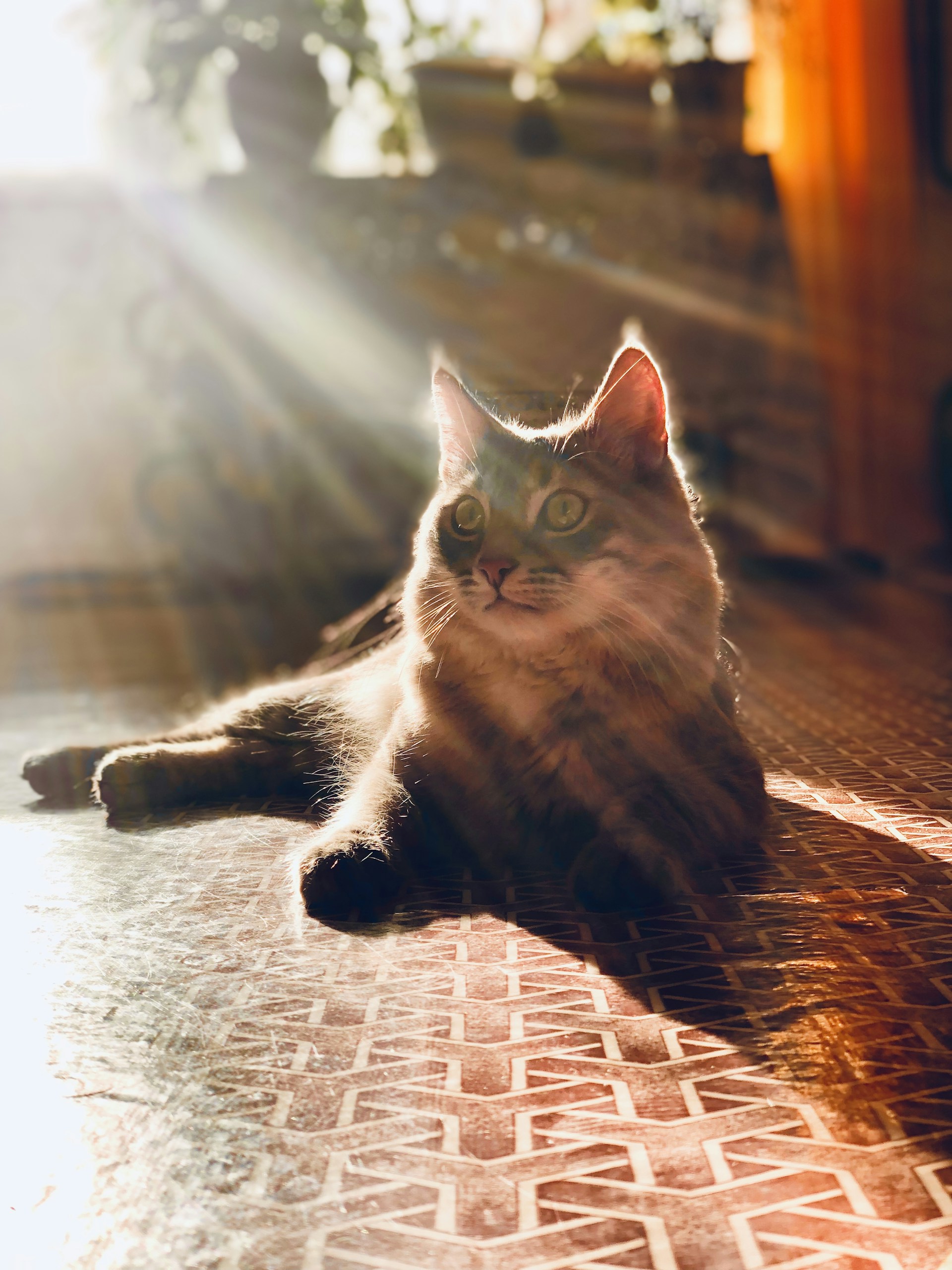 A cozy cat lounging peacefully on a soft white cushion bathed in warm sunlight.