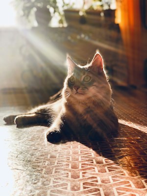 A fluffy cat is lounging on a patterned floor, bathed in warm sunlight streaming through a window. The light creates soft rays and illuminates the cat's fur, highlighting its relaxed and content expression.
