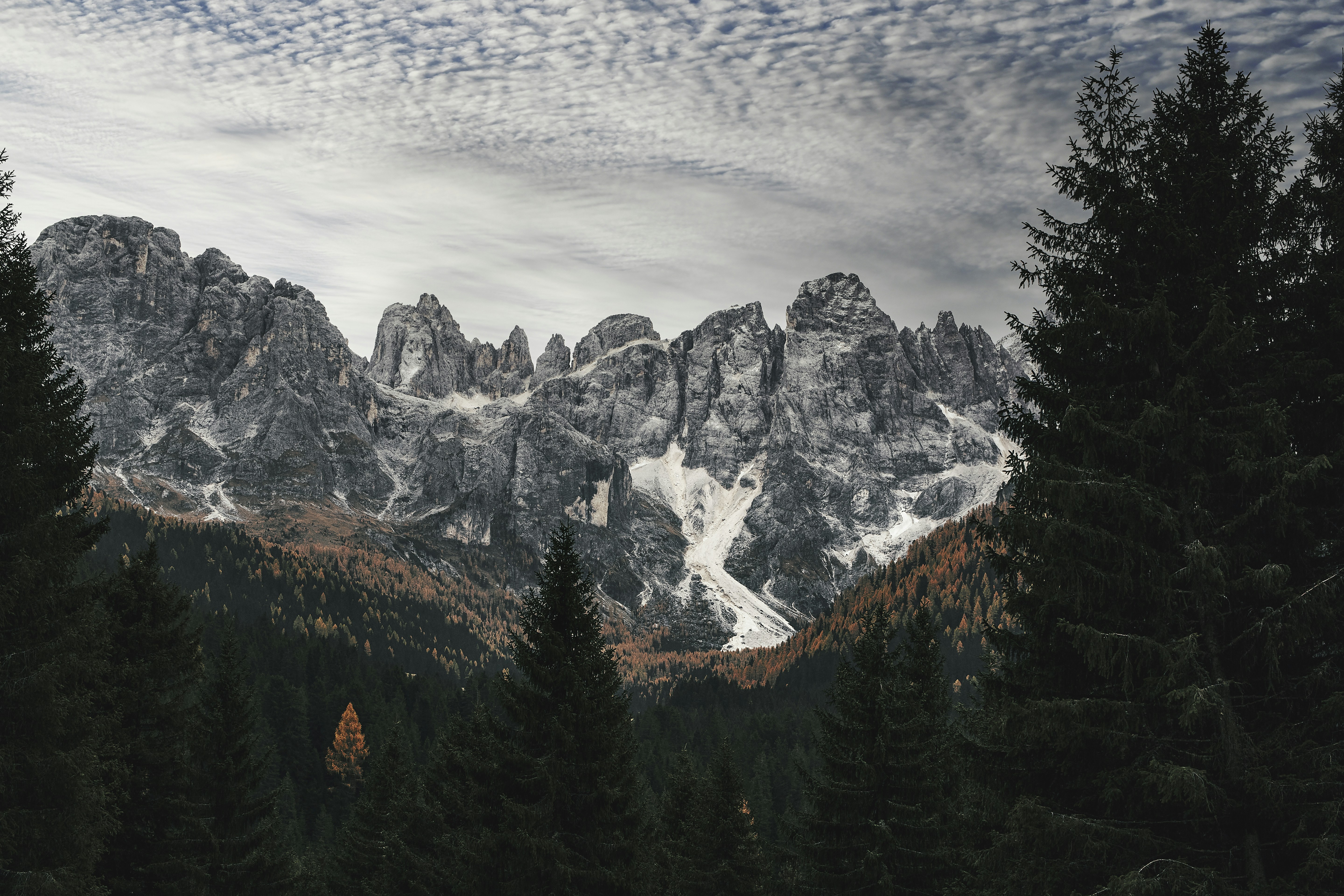 Green pine trees near snow covered mountain during daytime photo – Free ...