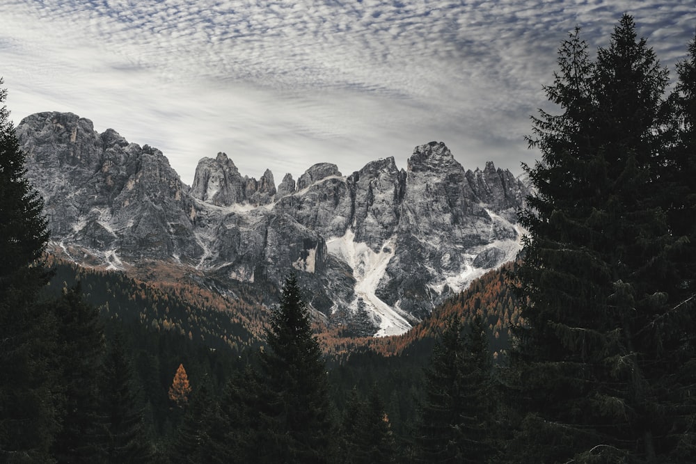 pins verts près d’une montagne enneigée pendant la journée