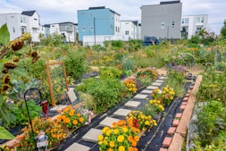 Community gardens with Justin Chase Ford.