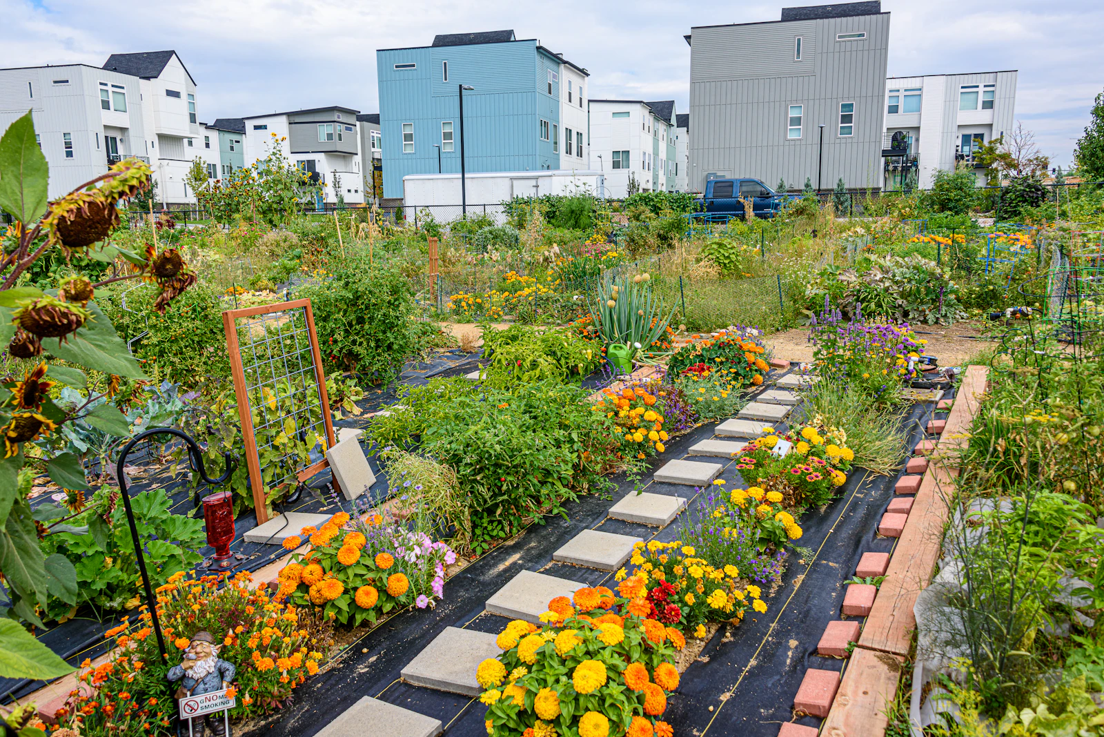 Yellow flowers growing beside plots in a community garden.