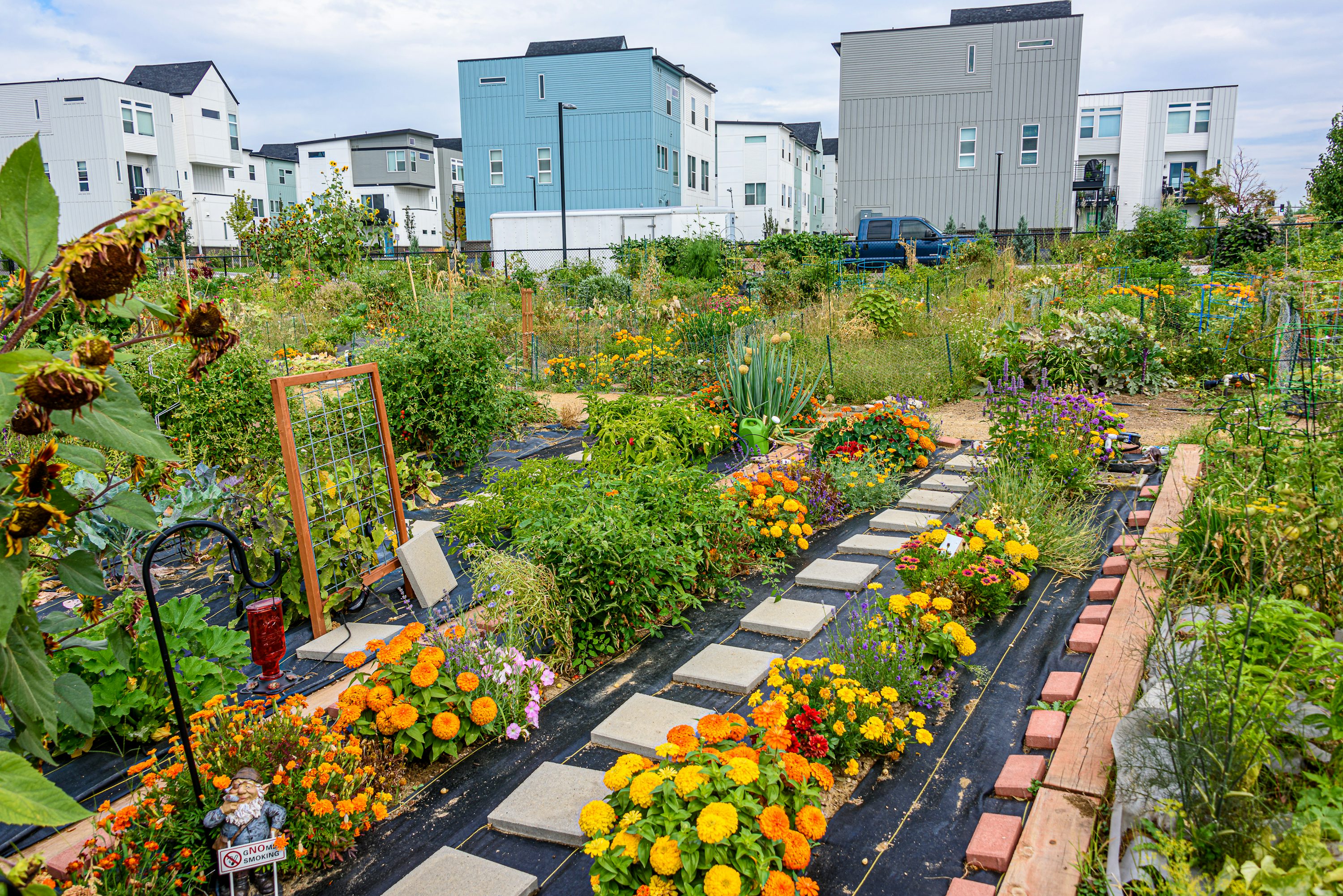 A vibrant community garden with raised beds, flowers and vegetable plants.