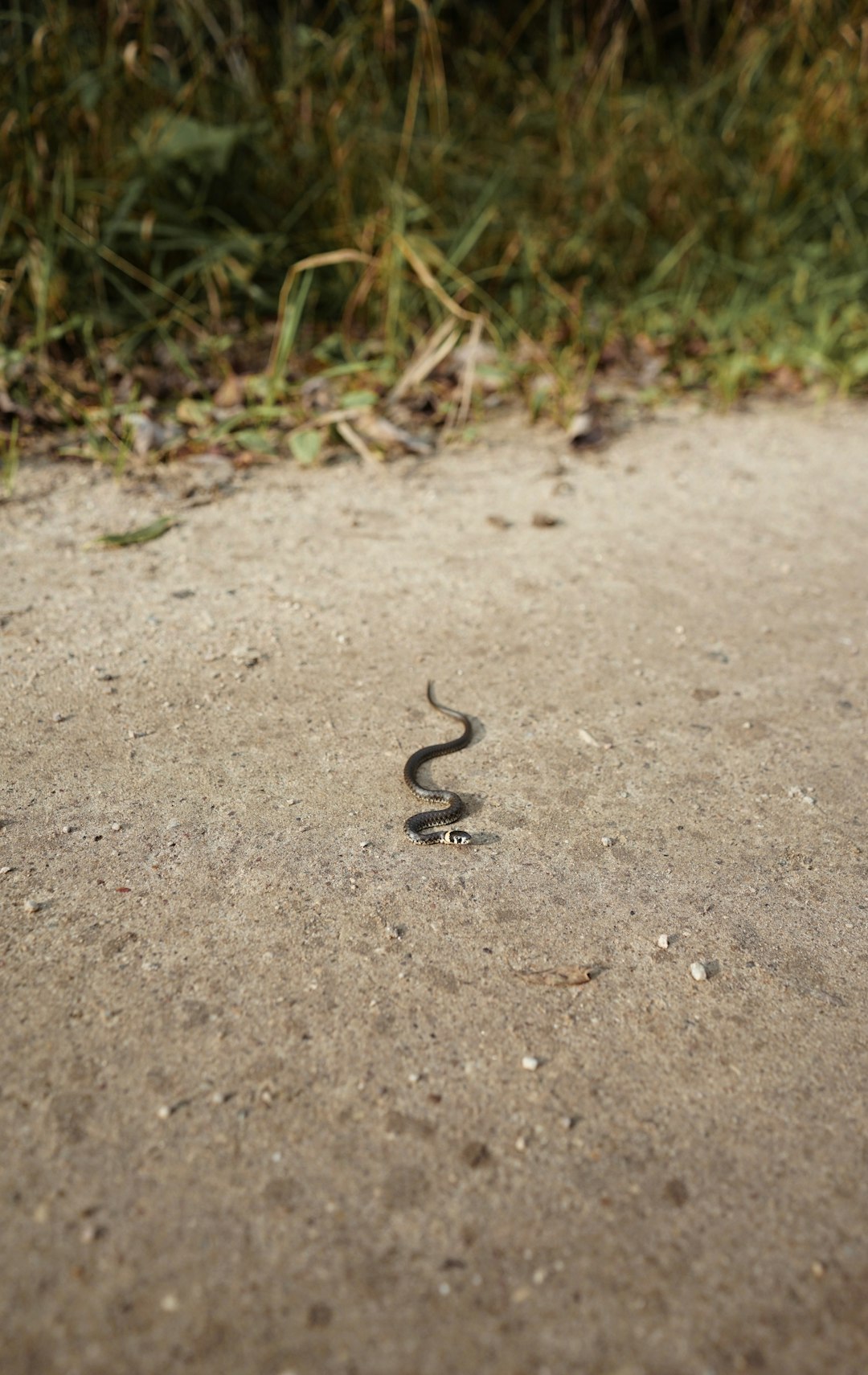 black snake on gray sand