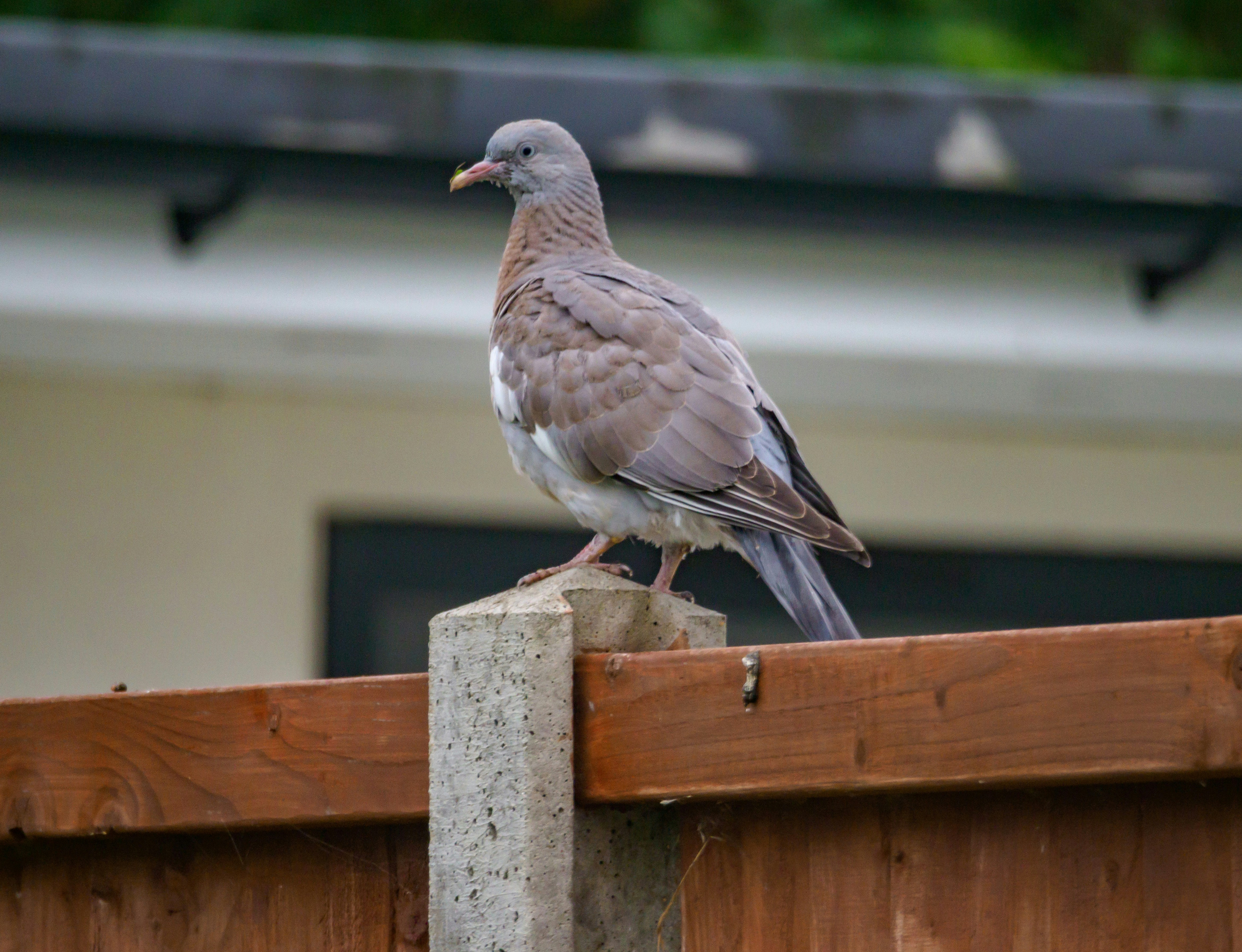 Photo by brett_jordan