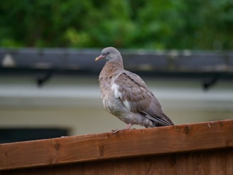 A close-up photo of a pigeon perched on a rustic wooden fence with soft natural lighting.