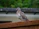 Close-up of a healthy racing pigeon perched on a wooden fence in natural light
