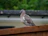 Close-up of a happy pigeon perched on a wooden fence in a sunny garden.