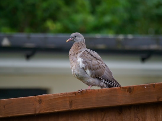 A close-up photo of a pigeon perched on a rustic wooden fence with soft natural lighting.